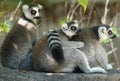 Lemurs Royalty Free Stock Photo