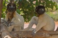 Lemurs Royalty Free Stock Photo
