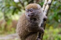 Lemurs in Andasibe Park Madagascar Royalty Free Stock Photo