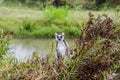 Lemurs in Andasibe Park Madagascar