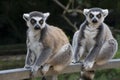 Lemurs catta Royalty Free Stock Photo