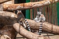 Lemurs catta in the zoo in the enclosure, sitting on a tree trunk Royalty Free Stock Photo