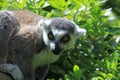 Ring Tailed Lemur - Marwell Zoo