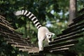 Lemurs are climbing in the Apenheul in Apeldoorn