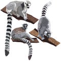 Lemurs