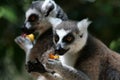 Lemurs Eating Royalty Free Stock Photo