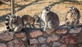 Lemurs eating carrot in Athens in Greece Royalty Free Stock Photo