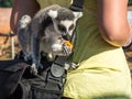 Lemurs eating carrot in Athens in Greece Royalty Free Stock Photo