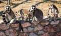 Lemurs eating carrot in Athens in Greece Royalty Free Stock Photo