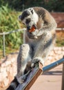 Lemurs eating carrot in Athens in Greece Royalty Free Stock Photo