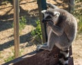Lemurs eating carrot in Athens in Greece Royalty Free Stock Photo