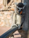 Lemurs eating carrot in Athens in Greece Royalty Free Stock Photo