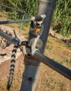 Lemurs eating carrot in Athens in Greece Royalty Free Stock Photo