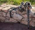 Lemurs eating carrot in Athens in Greece Royalty Free Stock Photo