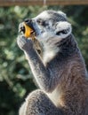 Lemurs eating carrot in Athens in Greece Royalty Free Stock Photo