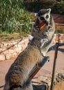 Lemurs eating carrot in Athens in Greece Royalty Free Stock Photo