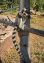 Lemurs eating carrot in Athens in Greece Royalty Free Stock Photo