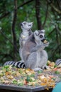 The Lemurs Eating