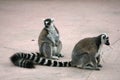 lemurs, endangered Royalty Free Stock Photo