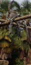 Lemurs Royalty Free Stock Photo