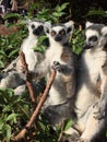 Lemurs