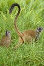 Lemurs in Madagascar