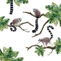 Lemurs monkeys sitting on branches with tropical leaves scene watercolor illustration. Rainforest jungle animals