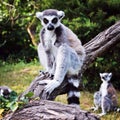 Lemurs in one of the zoos of Europe