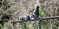 Lemurs in a park Royalty Free Stock Photo