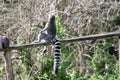 Lemurs in a park Royalty Free Stock Photo
