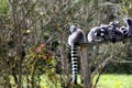 Lemurs in a park Royalty Free Stock Photo