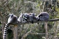 Lemurs in a park Royalty Free Stock Photo