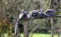 Lemurs in a park Royalty Free Stock Photo
