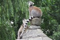 Lemurs in the park