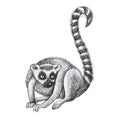 Lemurs pattern drawing silhouette tropical animals isolate object white background primacy