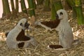 Lemurs playing Royalty Free Stock Photo