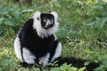 Lemurs are primates belonging to the suborder Strepsirrhini. Like other strepsirrhine primates, such as lorises, pottos, and