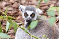 Ring-tailed lemur looking in the camera