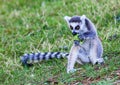 The lemurs (ring-tailed lemur) eating leaf