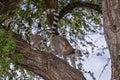 Lemurs Ring-tailed out on a limb
