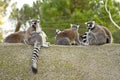 Lemurs on a rock