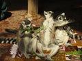 Lemurs on rugs Royalty Free Stock Photo