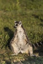 Lemurs sitting in the meadow.