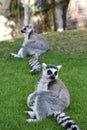 Lemurs. Royalty Free Stock Photo