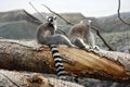 Lemurs on the tree Royalty Free Stock Photo