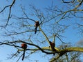 Lemurs in tree Royalty Free Stock Photo