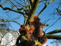 Lemurs on tree trunk Royalty Free Stock Photo