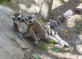 Lemurs