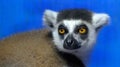 Lemurs are wet-nosed primates of the superfamily Lemuroidea