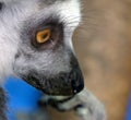 Lemurs are wet-nosed primates of the superfamily Lemuroidea